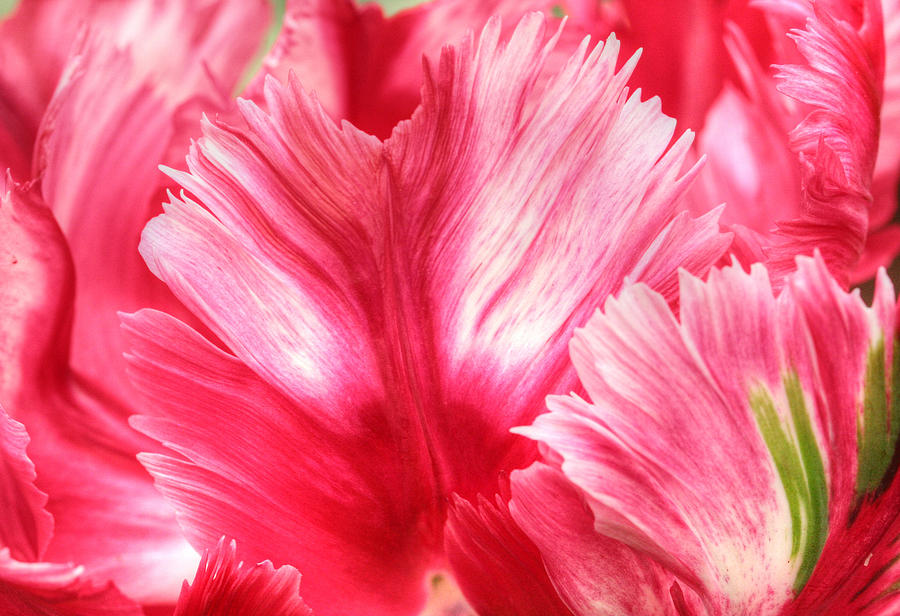 Tulip Photograph - Pink and Red Parrot Tulip by Heather Allen