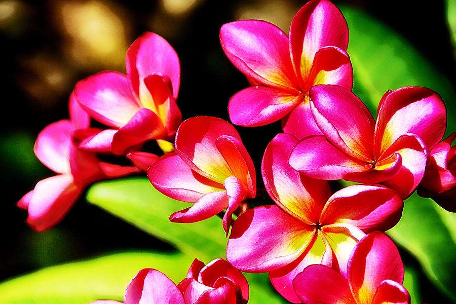 Pink and Red Plumeria Photograph by Douglas Barnard