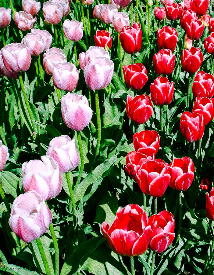 Pink and Red Tulips Photograph by Crystal Wightman