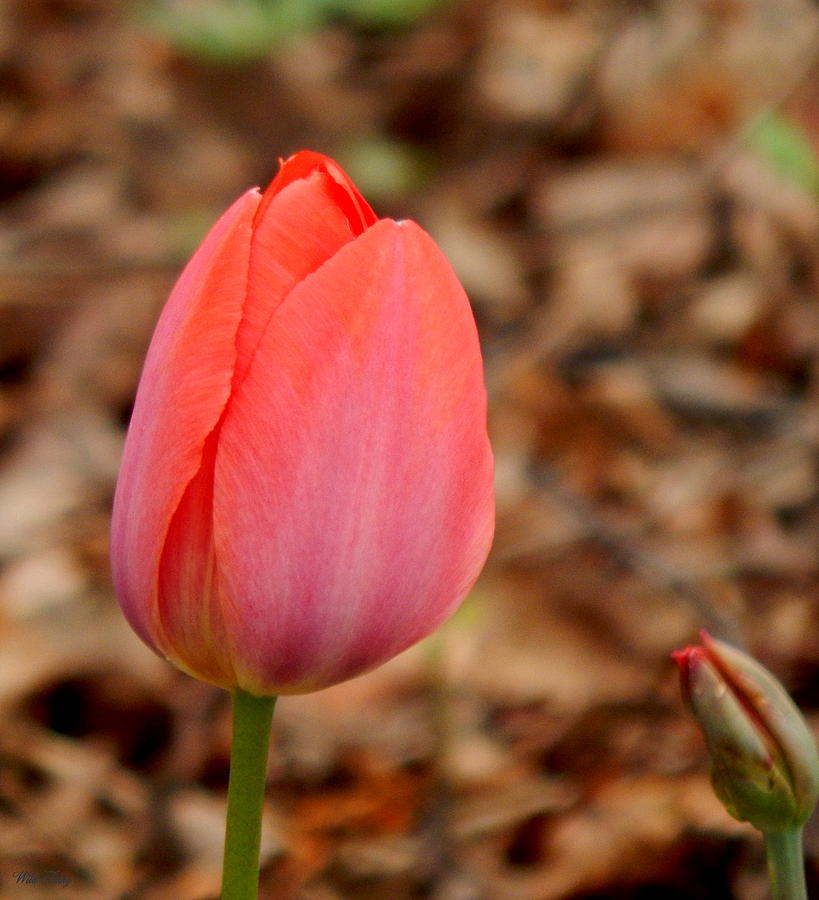 Tulip Photograph - Pink and The Bud by Wild Thing