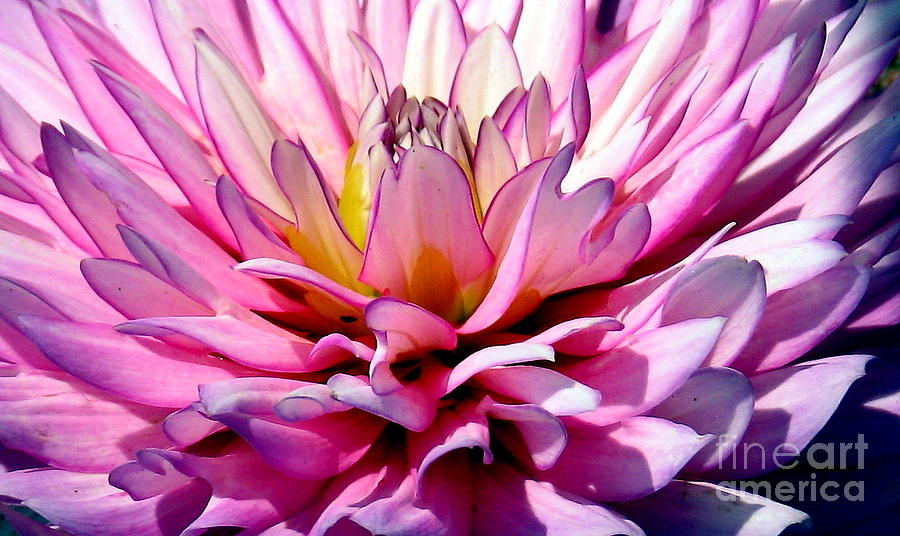 Flower Photograph - Pink and Violet Dahlia Flower Close-up by Rose Santuci-Sofranko