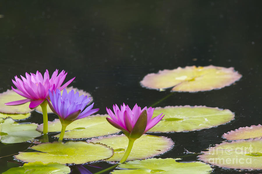 Pink And Violet Water Lily Photograph by Ules Barnwell