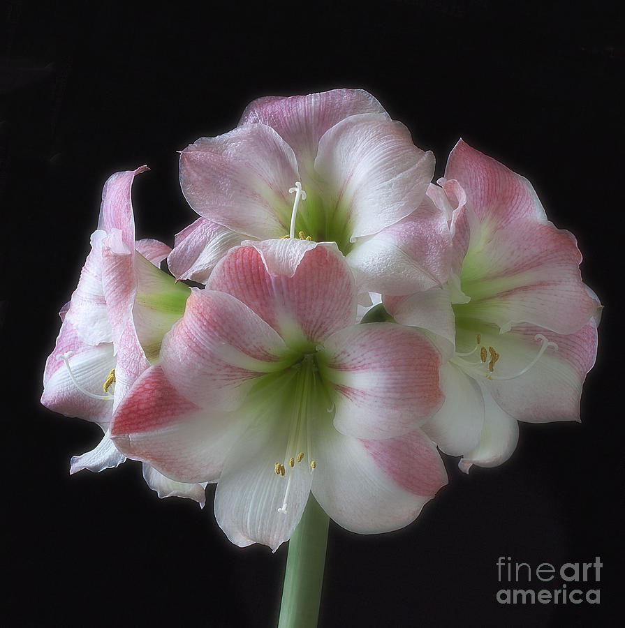 Pink and White Amaryllis on Black Photograph by Ann Jacobson