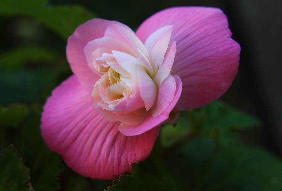 Pink and White Begonia Photograph by Carol Welsh - Fine Art America