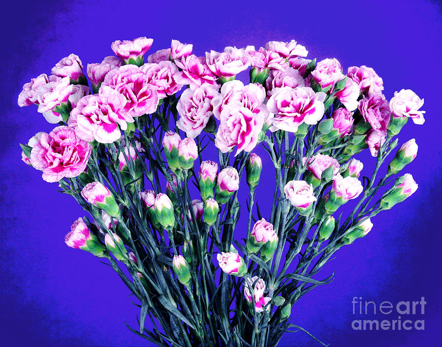 Pink and White Carnations Bouquet Photograph by Larry Oskin
