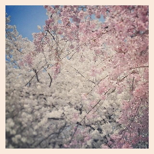 Cherryblossoms Photograph - Pink And White Cherry Blossoms. #sakura by For 91 Days Travel Blog