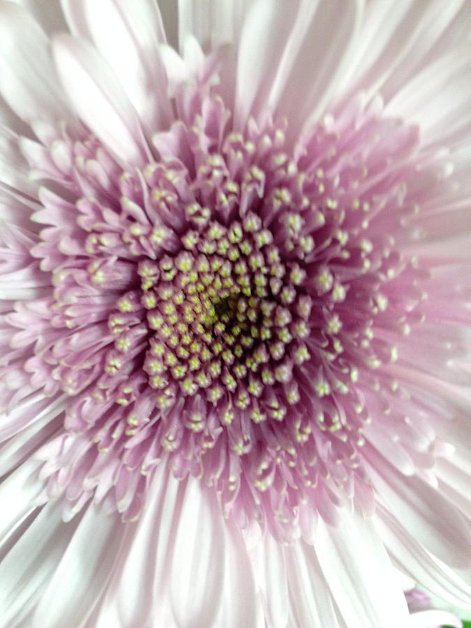Pink and White Chrysanthemum Photograph by Marian Lonzetta