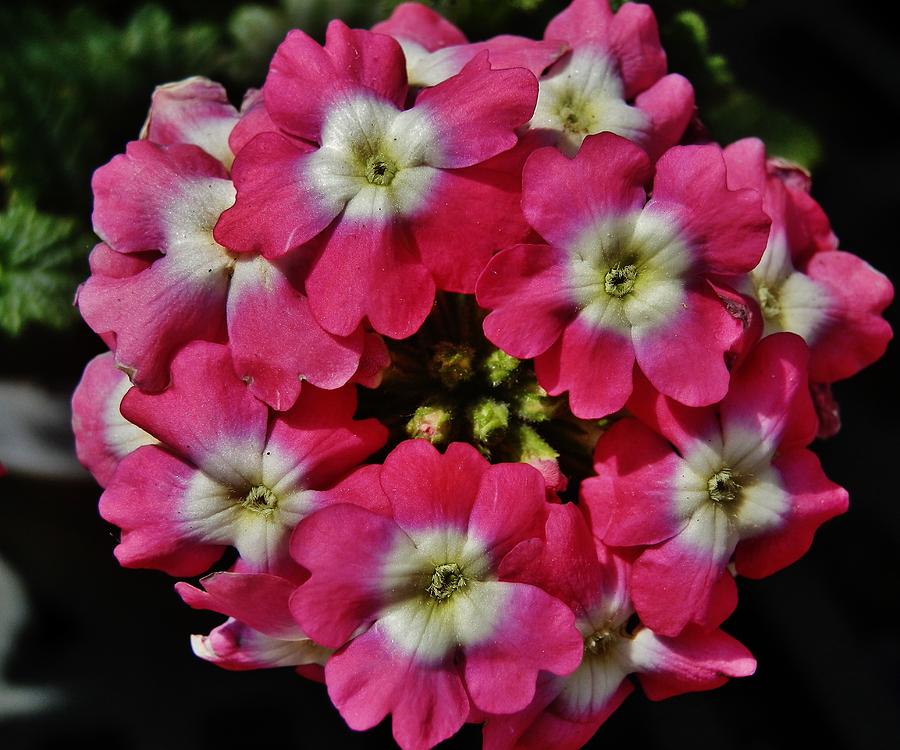 Pink and White Cluster Photograph by VLee Watson