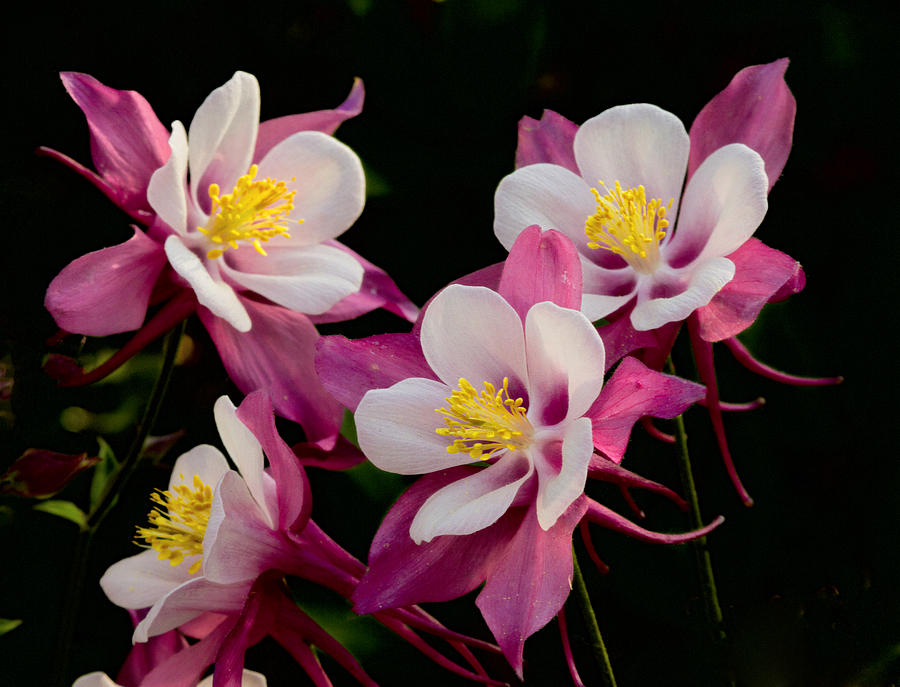 Pink And White Columbine Photograph by Constantine Gregory