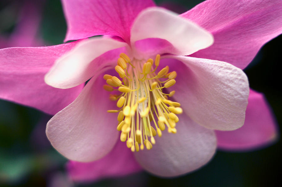 Pink and White Columbine Flower Photograph by RM Vera | Fine Art America