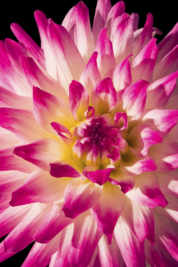 Pink and White Dahlia Flower Photograph by Keith Webber Jr