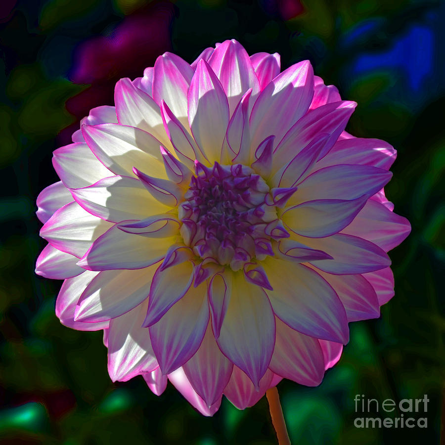 Nature Photograph - Pink and White Dahlia by Frank Larkin