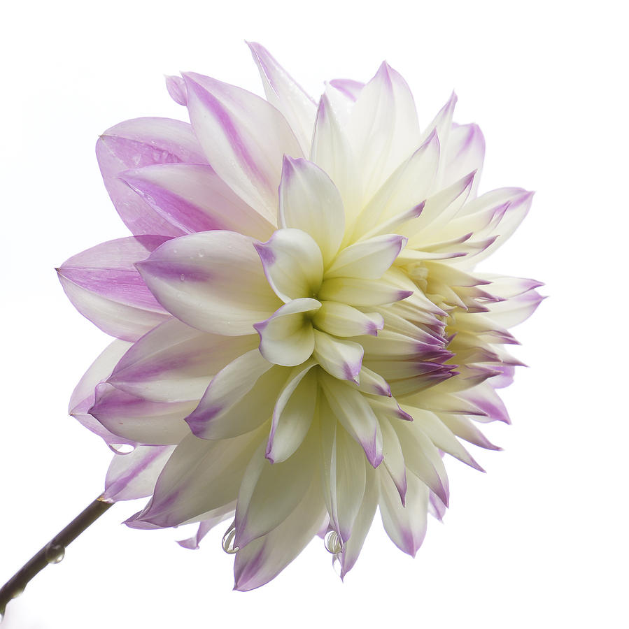 Flower Photograph - Pink and white Dahlia by Inge Riis McDonald