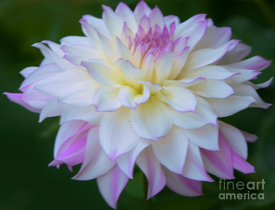 Flower Photograph - Pink And White Dahlia by Kathleen Struckle