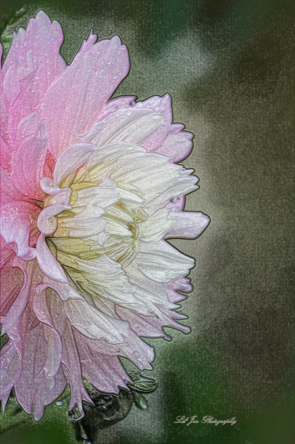 Dahlia Photograph - Pink and White Dahlia Profile by Jeanette C Landstrom