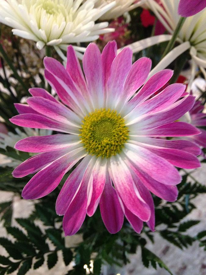 Pink and White Daisy Photograph by Marian Lonzetta