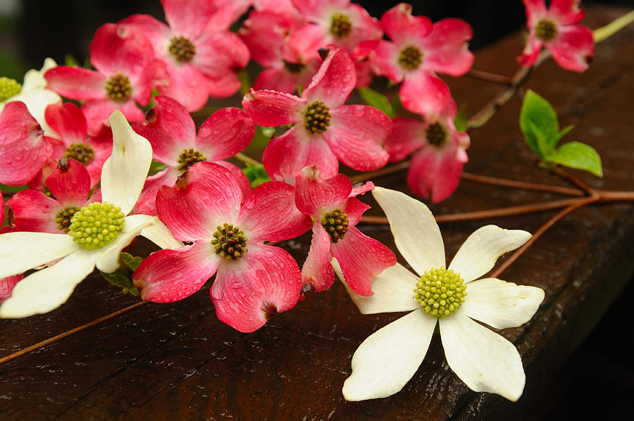Spring Photograph - Pink And White Dogwood by Don Bendickson