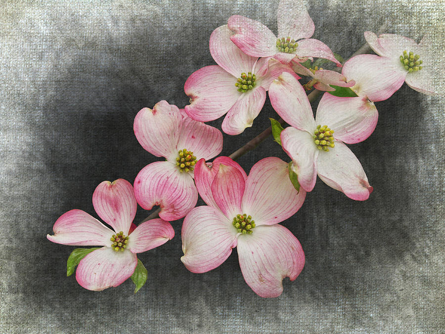Pink and White Dogwood Tree Blossoms Photograph by Randall Nyhof