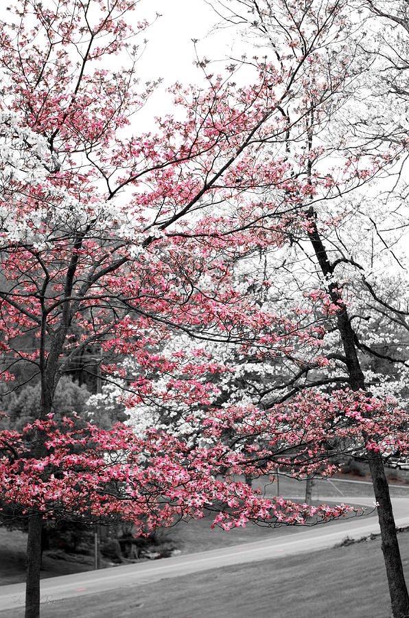 Pink and White Dogwood Trees Photograph by Sharon Popek