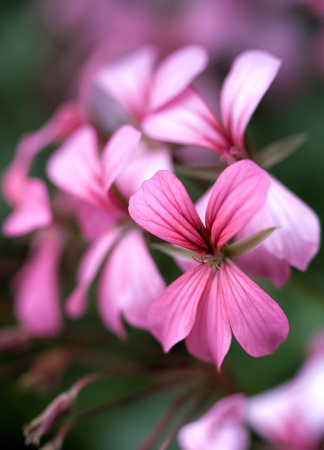 Pink and white flower Photograph by Leif Sohlman