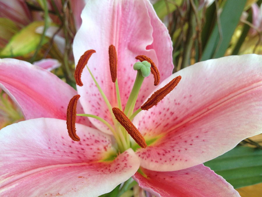 Pink and White Flower Photograph by Paula Brown - Fine Art America