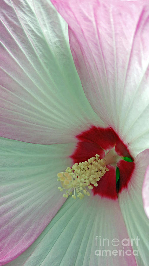 Pink And White Hibiscus Center Photograph by Kay Novy