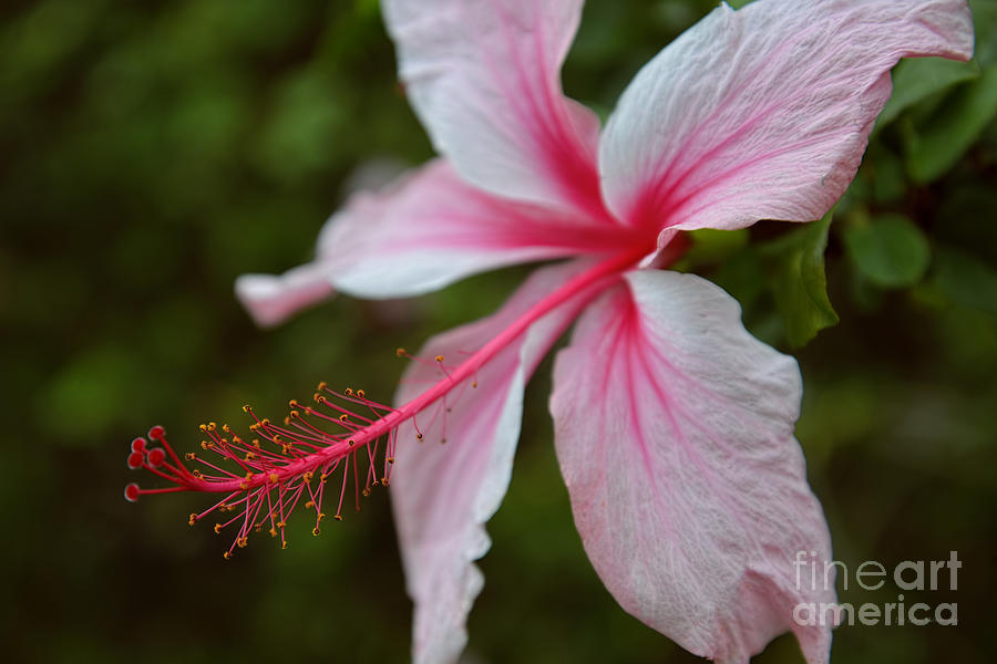 Flower Photograph - Pink and White Hibiscus by Aloha Art