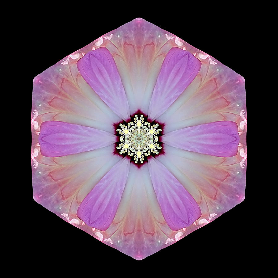 Pink and White Hibiscus Moscheutos I Flower Mandala Photograph by David J Bookbinder