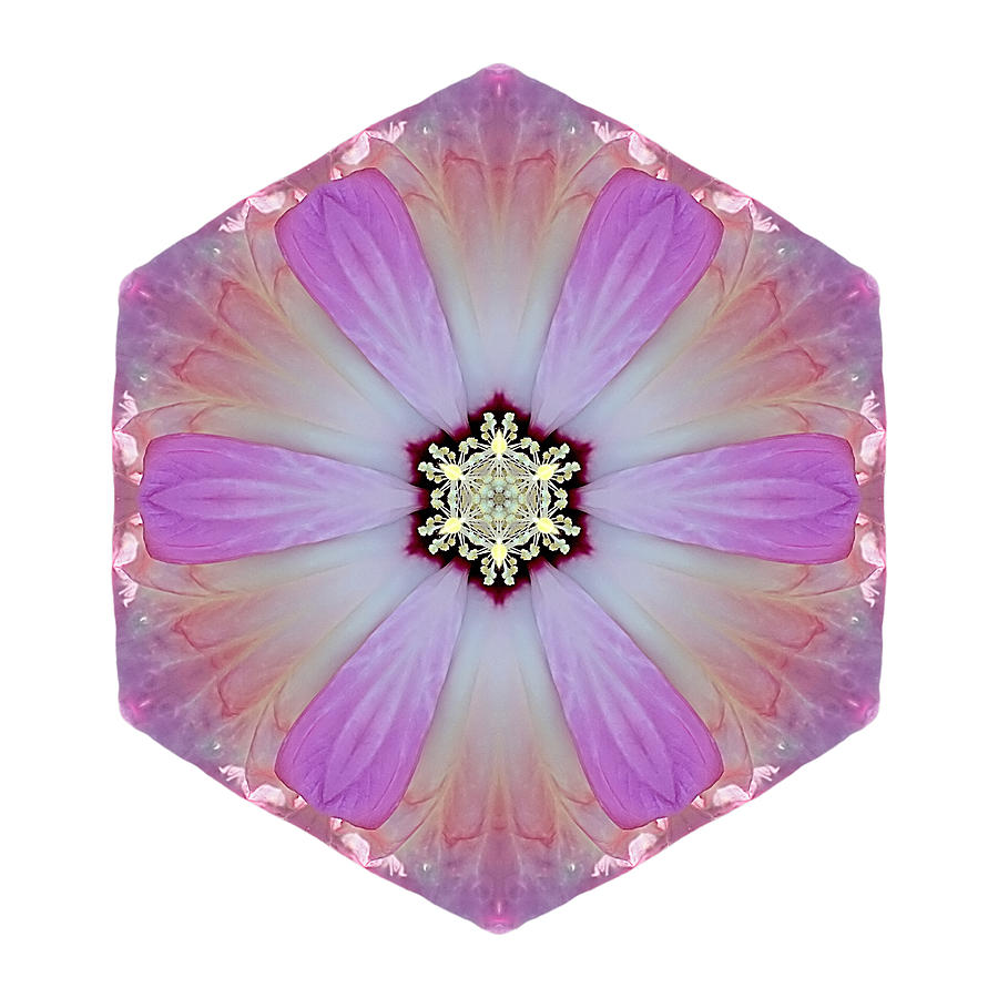 Pink and White Hibiscus Moscheutos I Flower Mandala White Photograph by David J Bookbinder