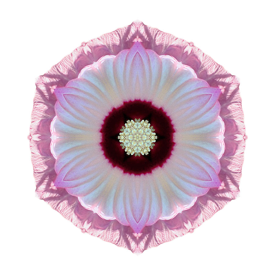 Pink and White Hibiscus Moscheutos VII Flower Mandala White Photograph by David J Bookbinder