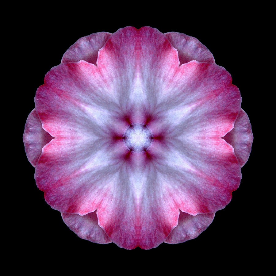 Pink and White Impatiens Flower Mandala Photograph by David J Bookbinder