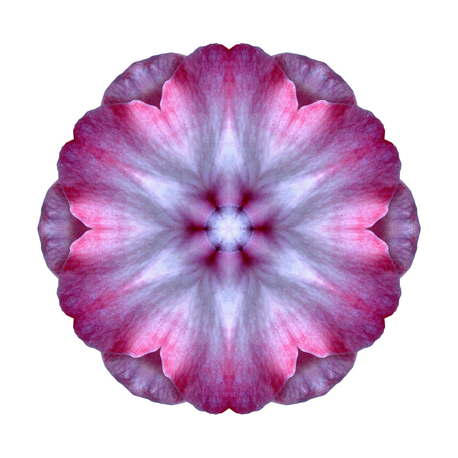 Pink and White Impatiens I Flower Mandala White Photograph by David J Bookbinder