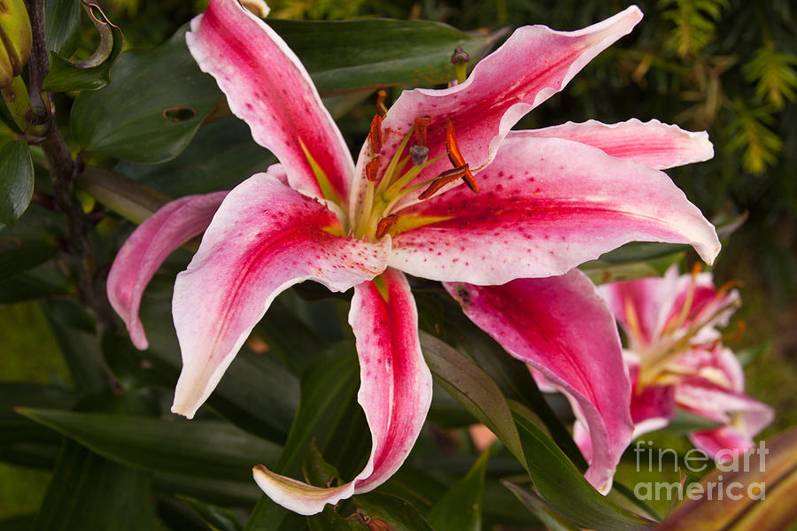 Pink and white lily Photograph by Anthony Morgan - Pixels