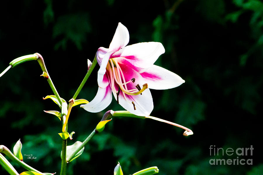 Lily Photograph - Pink and white Lily by Ms Judi