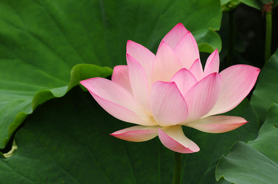 Pink and white lotus flower and green leaves Photograph by Twing