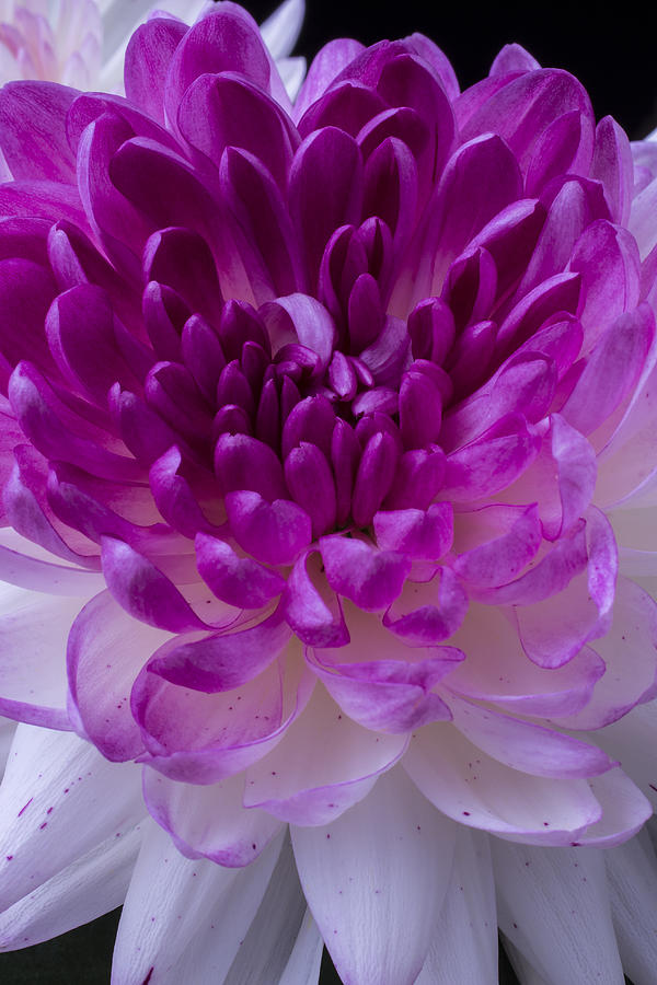 Still Life Photograph - Pink and white mum close up by Garry Gay