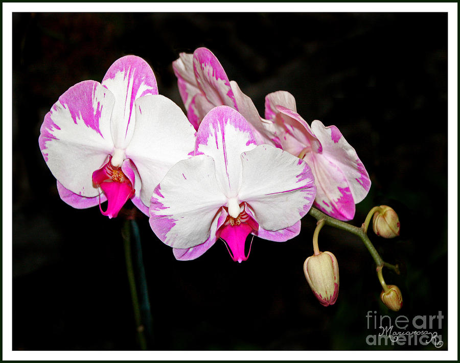 Pink and White Orchids Photograph by Mariarosa Rockefeller