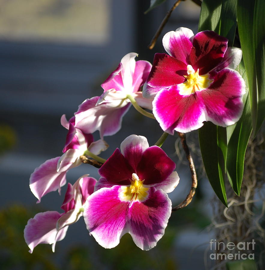 Pink and White Orchids Photograph by Nancy Mueller