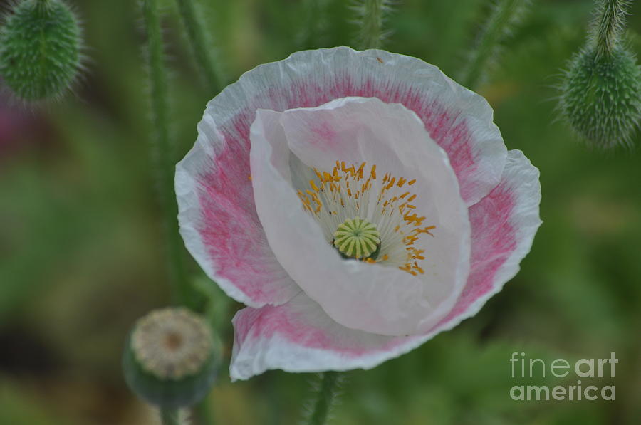 Pink and White Oriental Poppy Photograph by Nona Kumah