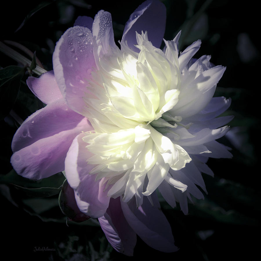 Spring Photograph - Pink and White Peony Petals by Julie Palencia