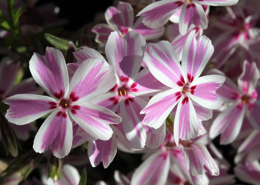 Pink and White Phlox Photograph by Kristy Jeppson