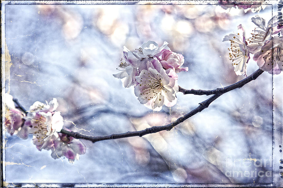 Pink and White Plum Blossoms with Tattered Paper and Film Border Photograph by Beverly Claire Kaiya