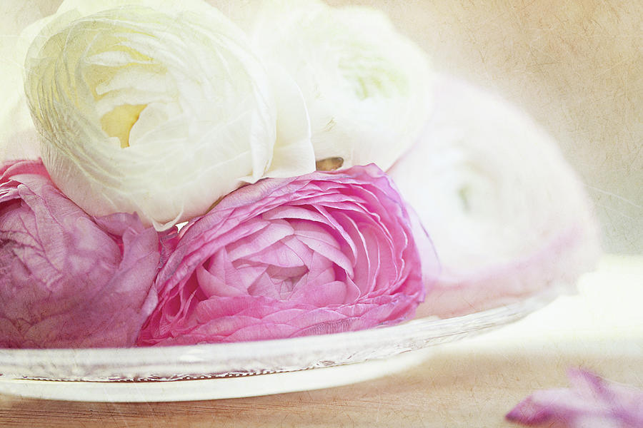 Pink And White Ranunculus Flowers In Photograph by Isabelle Lafrance Photography