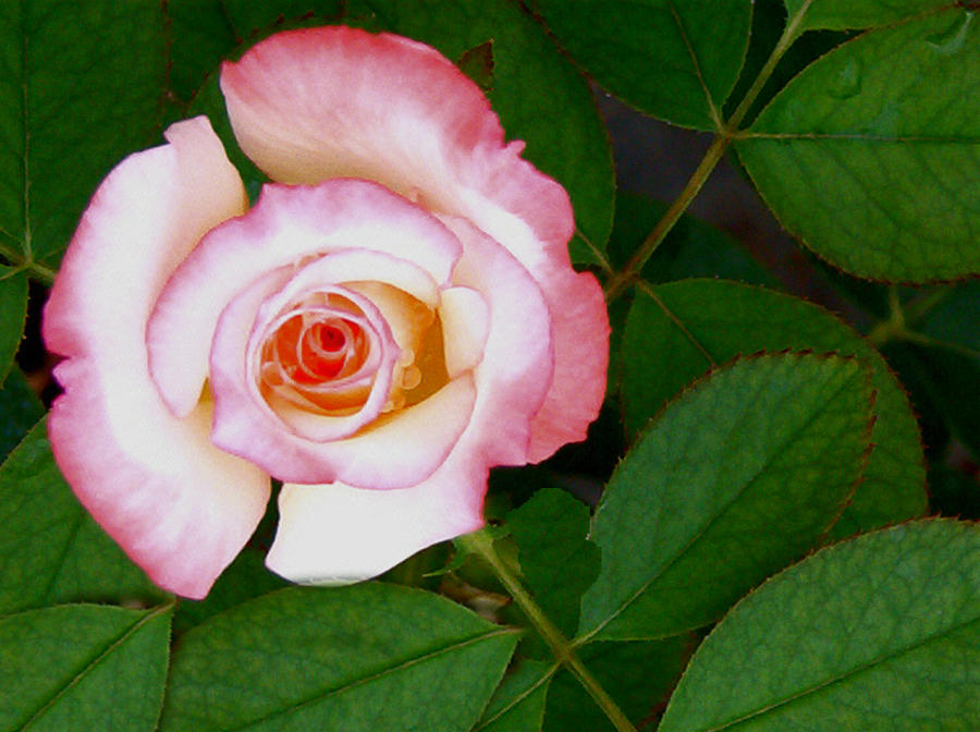 Pink and White Rose Photograph by James R Tidyman - Fine Art America