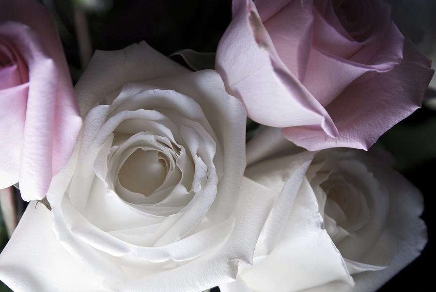 Up Movie Photograph - Pink and white roses by Jennifer Ancker
