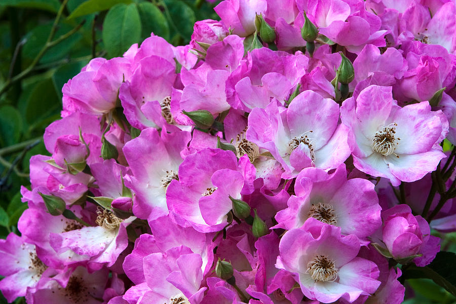 Pink and White Roses Photograph by RM Vera Pixels