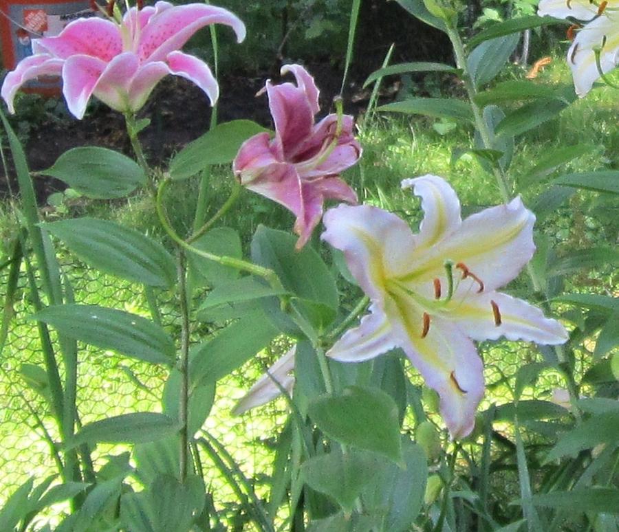 Pink and White Stargazer Lilies Photograph by Glenda Crigger