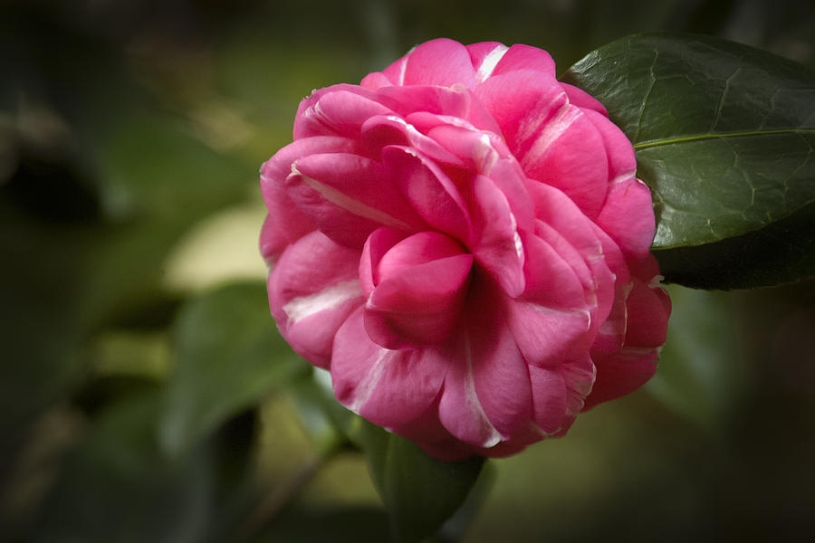 Pink and White Stripped Camellia Photograph by Penny Lisowski