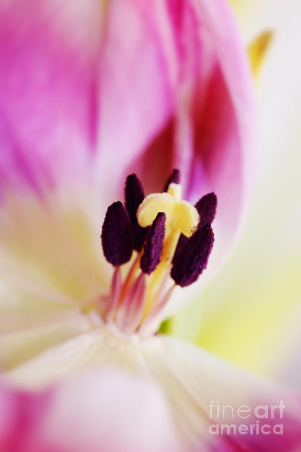 Pink and white tulip Photograph by LHJB Photography - Fine Art America