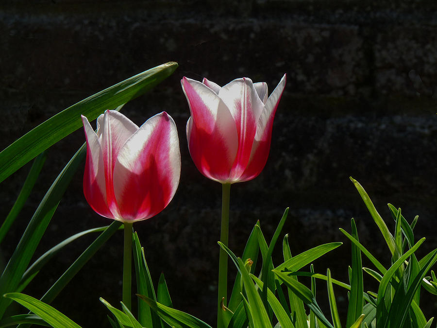 Pink and White Tulip Photograph by Paula Ponath